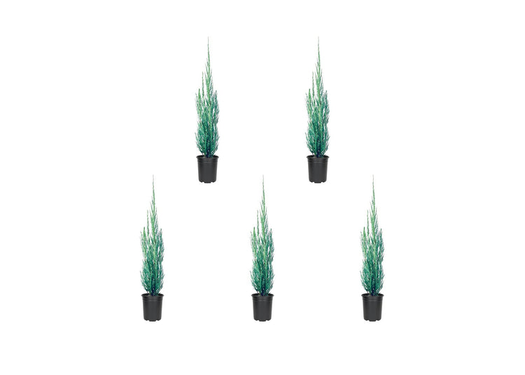 Skyrocket Juniper | Live 4 Inch Pots | Juniperus Scopulorum | Formal Upright Evergreen Tree