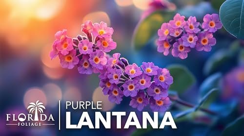 Lantana Purple | Large Gallon Size Plant | Lantana montevidensis | Purple Flowers | Outdoor Landscapes | Heat Tolerant Groundcover | Containers Slopes Borders Pathways Garden Beds
