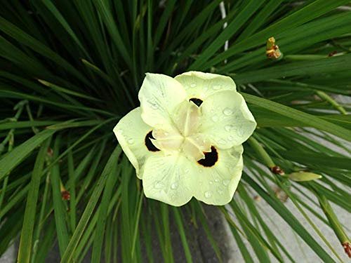 African Iris Yellow | Live Plants | Dietes Vegeta | Drought Tolerant Groundcover Grass