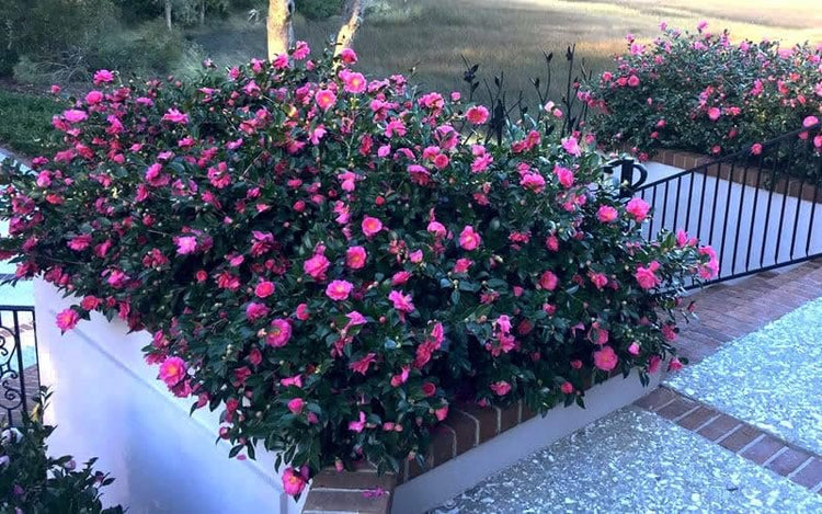 Camellia Sasanqua Shi|Shi I Extra Large 3 Gallon Plants | Pink Flowering Live Plant for Outdoor & Indoor Gardens, Compact Elegant Flowering Shrub for Vibrant Landscaping