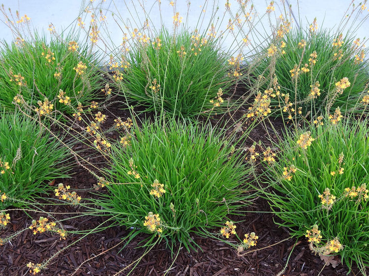 Bulbine Frutescens Hallmark Orange | Live Plants | Butterfly Attracting Flowering Groundcover