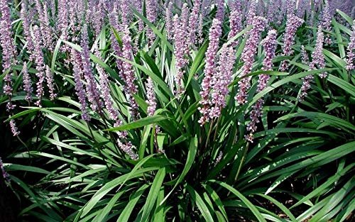 Emerald Goddess Liriope Muscari | Live Plants | Drought Tolerant Low Maintenance Evergreen Ground Cover Grass