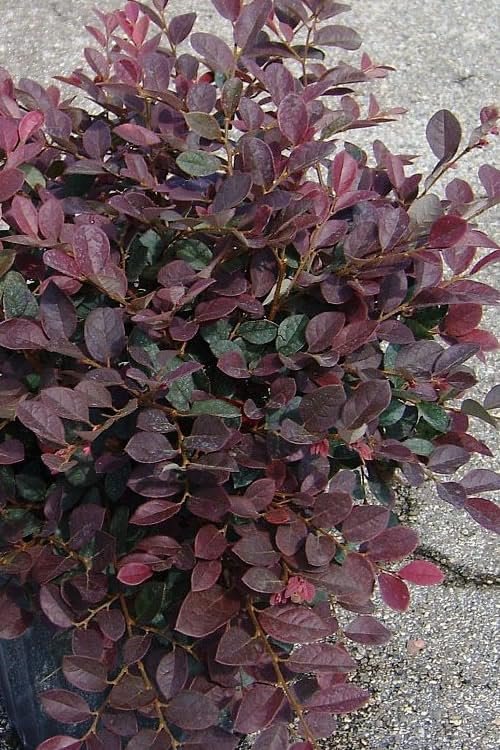 Loropetalum Ruby I Live Quart Size Plant I Chinese Fringe Flower I Vivid Red Leaves with Pink Blooms, Ideal for Hedges, Borders, and Decorative Plantings