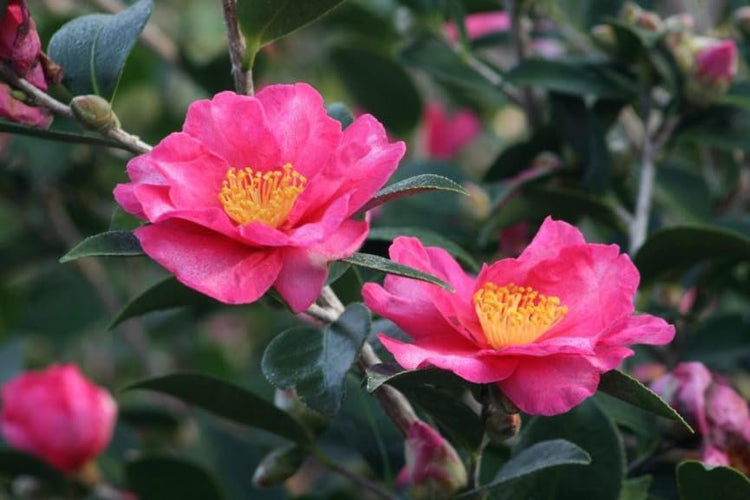 Camellia Sasanqua Kaniiro I Extra Large 3 Gallon Plants | Pink Flowering Vibrant Blooming Shrub, Live Plant for Garden, Landscape & Home Decor, Hardy Evergreen Ornamental Flowering Bush