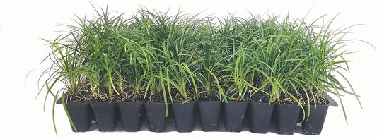 Mondo Grass | Live Plants | Ophiopogon Japonicus | Shade Loving Evergreen Groundcover Plants