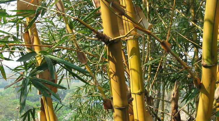 Bambusa Vulgaris Vittata | Live Plant | Golden Hawaiian Bamboo | Beautiful Rare Unique Specimen | Non|Invasive Clumping Bamboo Privacy Screen