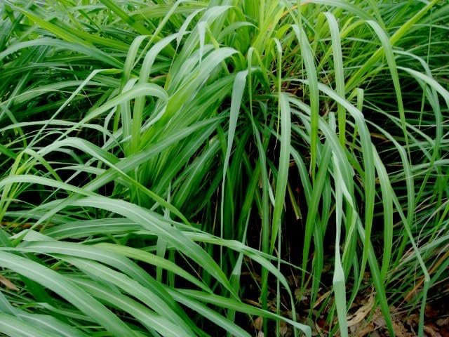 Cymbopogon Nardus Citronella Grass | Live Plants | Perfect for Outdoor Gardens and Patio Decor, Easy|to|Grow Aromatic Plant