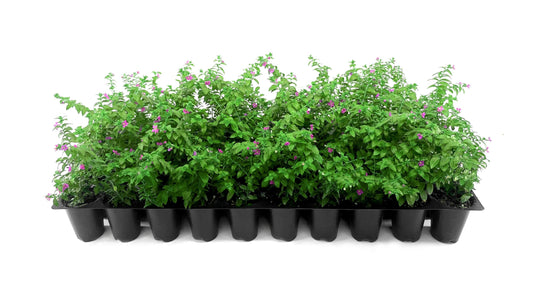 Mexican Heather Purple | Live Seedlings | Cuphea Hyssopifolia | Flowering Ground Cover | Heat|Tolerant Garden Plants