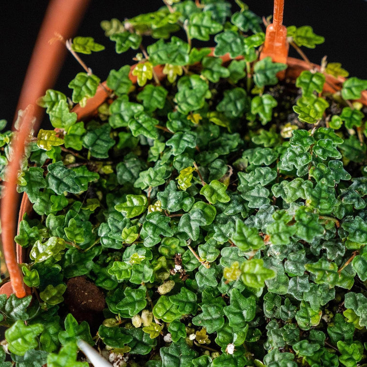 Ficus Pumila Quercifolia | Live Plants | Oak Leaf Creeping Fig, Easy|Care Indoor/Outdoor Trailing Vine Plant, Perfect for Walls and Ground Cover