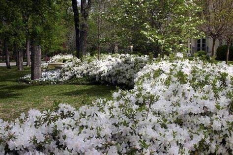 Azalea GG Gerbing | Live Plants | White Flowering Rhododendron