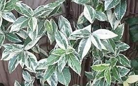 Variegated Confederate Jasmine | Extra Large 3 Gallon Plants | Trachelospermum jasminoides Variegata | Eye|Catching Climber | Perfect for Garden Walls and Trellises