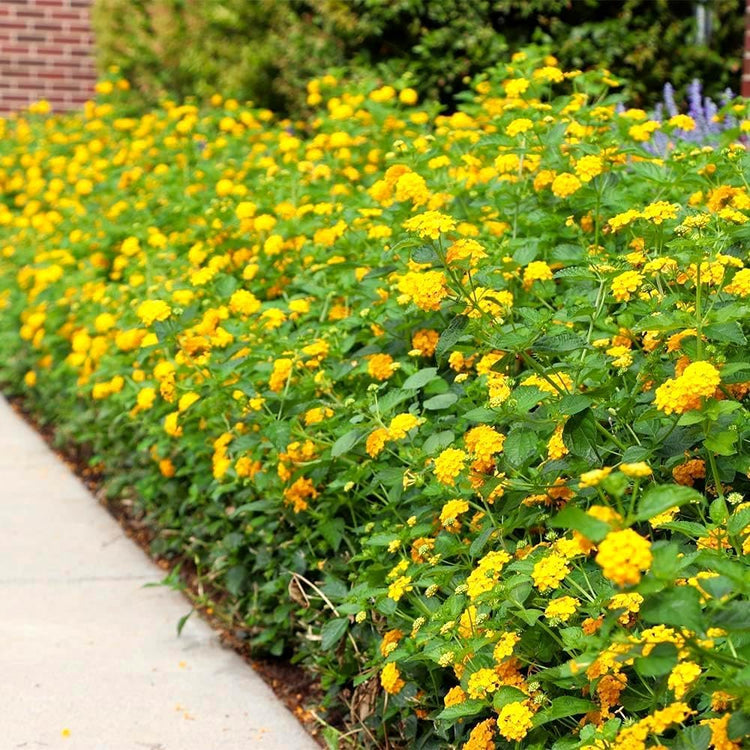 Lantana New Gold | Live Plants | Lantana Camara 'New Gold' | Yellow Ground Cover for Sun | Spreading Landscape Plants for Borders Slopes Containers Beds and Walkways
