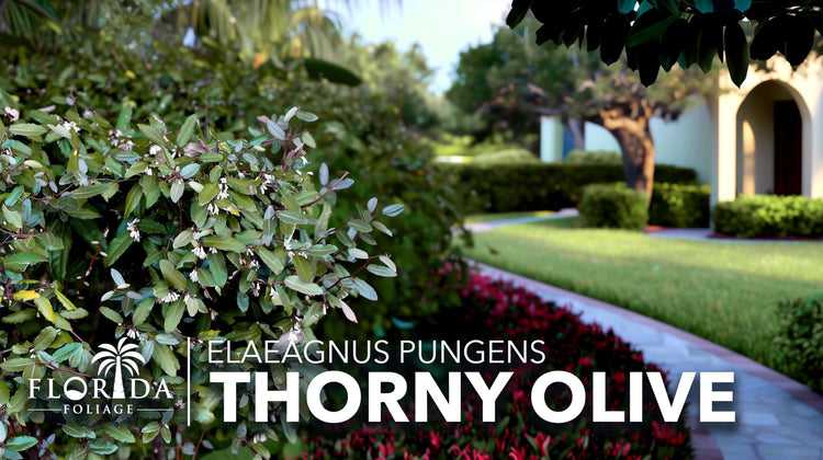 Elaeagnus Pungens I Live Plants I Thorny Olive I Hardy Evergreen Shrub with Fragrant Blooms, Perfect for Hedges, Screening & Ornamental Garden Display