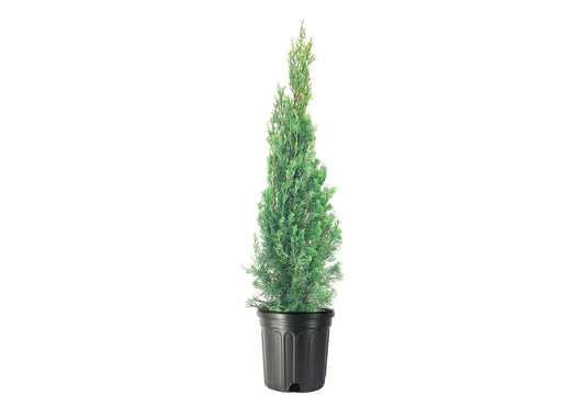 Italian Cypress Tree | Extra Large 3 Gallon Tree | Cupressus Sempervirens | Formal Elegant Mediterranean Style Plants