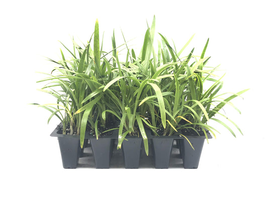 Agapanthus Africanus 'Lily of The Nile' | Live Plants | 2" Pot Size | Blooming Groundcover