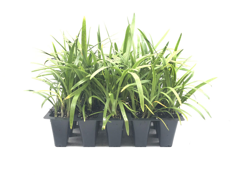 Agapanthus Africanus 'Lily of The Nile' | Live Plants | 2" Pot Size | Blooming Groundcover
