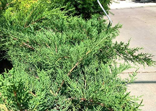 Kallay Juniper | Live Plants | Juniperus Chinensis | Drought Tolerant Cold Hardy Evergreen Ground Cover