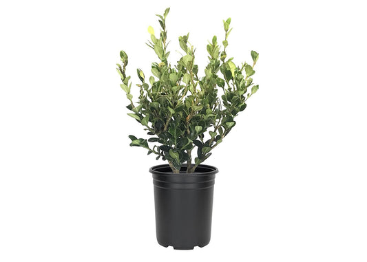 Wintergreen Korean Boxwood | Live Gallon Size Plants | Buxus Microphylla | Cold Hardy Formal Evergreen Hedge