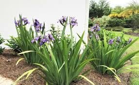 Walking Iris Apostle Plant | Extra Large 3 Gallon Plant | Neomarica gracilis | Tropical Foliage | Easy Care Perennial