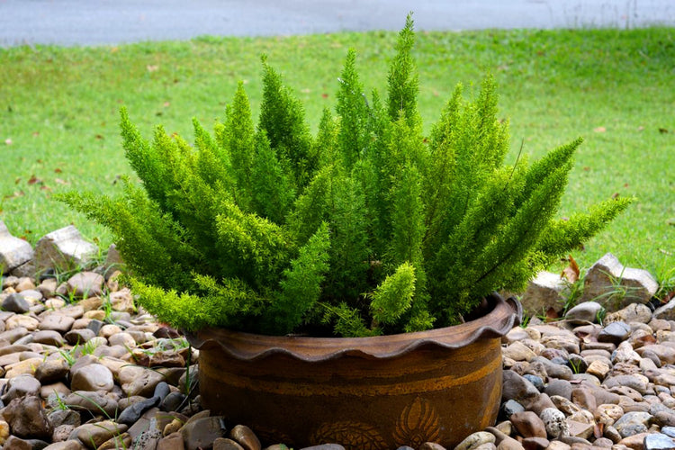 Foxtail Fern | Extra Large 3 Gallon Plant | Asparagus densiflorus 'Meyersii' | Lush Texture | Architectural Greenery