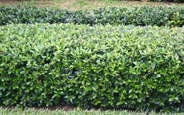 Green Island Ficus | Live Plants | Ficus Microcarpa | Lush Indoor/Outdoor Ornamental Plant | Easy Care & Fast Growing | Perfect for Home, Garden, & Office Decor