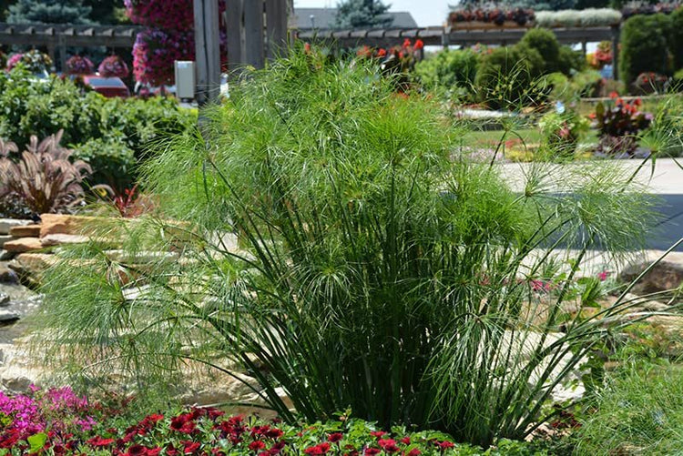 Giant Egyptian Papyrus | 10 Live Plants | Cyperus Large Shade & Wet Tolerant Aquatic Foliage
