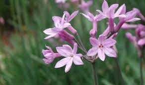 Society Garlic | Large Gallon Size Plants I Tulbaghia Violacea I Live Fragrant Purple Blooms & Edible Leaves, Easy|Care, Drought|Resistant Outdoor Herb