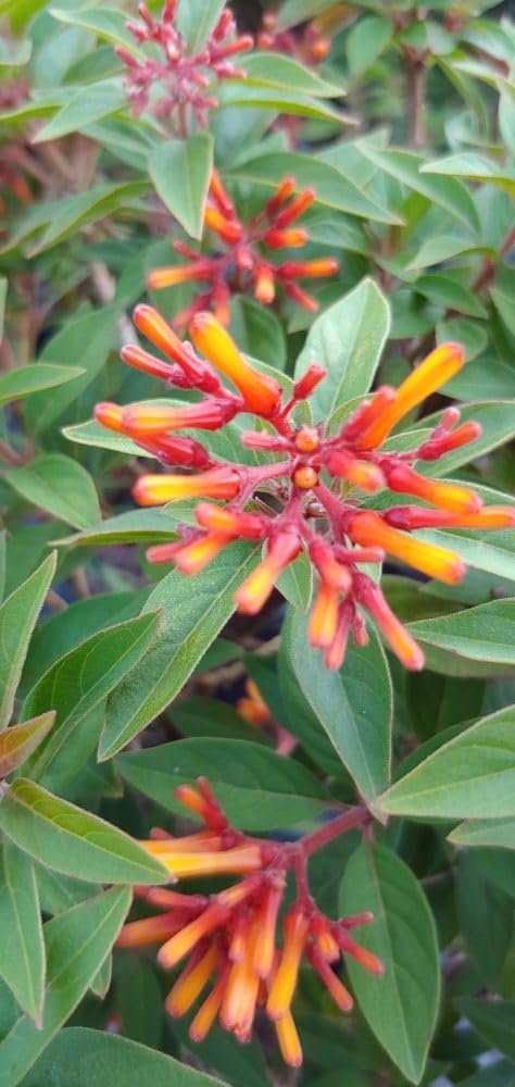 Firebush Firefly I Live Plants I Dwarf Hamelia Patens I Brilliant Red Blooms, Compact Size, Heat and Drought|Resistant, Ideal for Patios and Small Gardens