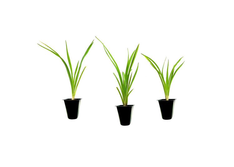 Daylily Happy Returns I Live 3 Inch Pots I Hemerocallis | Yellow Flowers | Perennial Garden Star, Easy|to|Grow for Continuous Floral Display