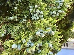 Blue Cone Arborvitae | Extra Large 3 Gallon Plant | Elegant & Hardy Evergreen Shrub, Striking Blue Foliage, Ideal for Privacy Screens, Hedges, and Landscape Accents