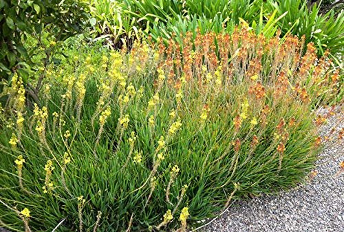 Bulbine Frutescens Hallmark Orange | Live Plants | Butterfly Attracting Flowering Groundcover