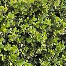 Japanese Boxwood | Extra Large 3 Gallon Plants | Dense & Evergreen Shrub, Ideal for Elegant Hedges, Topiary, Borders, and Landscape Design, Hardy & Drought Tolerant