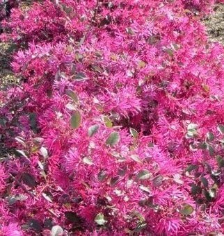 Loropetalum Plum Delight | Extra Large 3 Gallon Plants | Loropetalum Chinense VAR. Rubrum | Lush Landscaping | Garden Accent