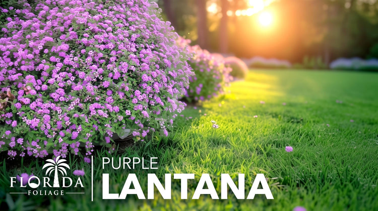 Lantana Purple | Large Gallon Size Plant | Lantana montevidensis | Purple Flowers | Outdoor Landscapes | Heat Tolerant Groundcover | Containers Slopes Borders Pathways Garden Beds