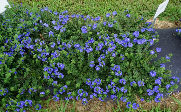 Beach Bum Blue I Large Gallon Size Plants I Evolvulus Glomeratus I Live Low|Maintenance, Drought|Resistant, Ideal for Coastal Gardens