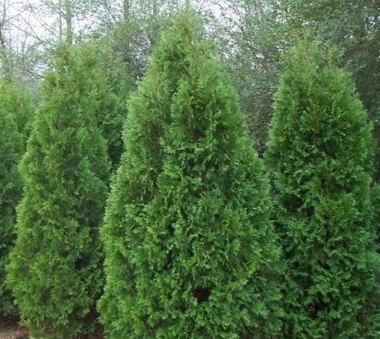 Blue Cone Arborvitae | Live Quart Size Plant | Vibrant Blue|Green Foliage for Landscaping, Hedges, and Privacy Screens, Drought and Deer Tolerant