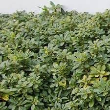 Pittosporum Green | Extra Large 3 Gallon Plants | Pittosporum Tobira | Lush Privacy Hedge | Easy|Care Landscape