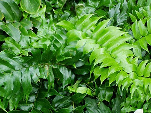 Japanese Holly Fern | Live Plants | Cyrtomium Falcatum Rochfordianum