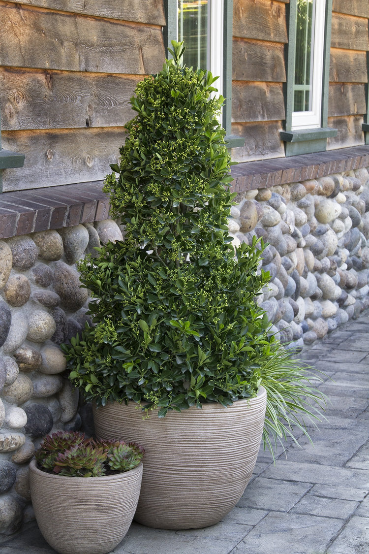 Ligustrum Waxleaf Privet | Live Quart Size Plants | Blooming Evergreen Privacy Hedge