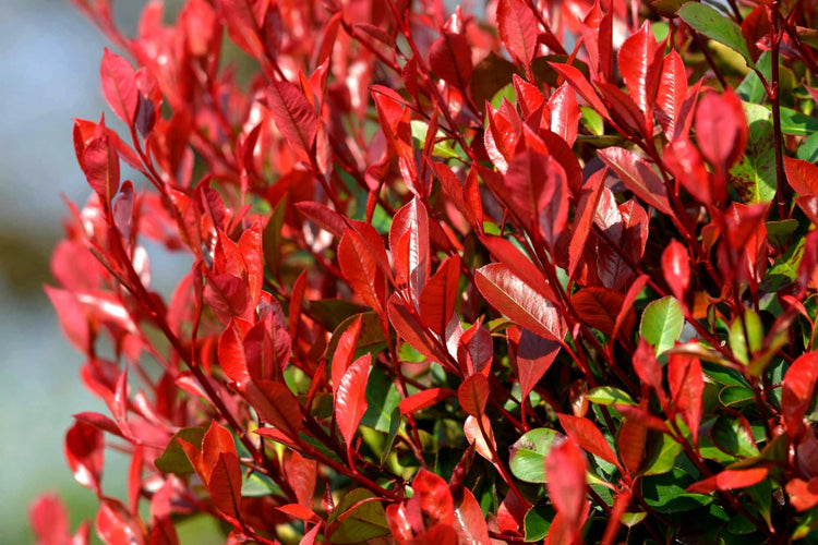 Photinia Red Tip | Live Plants | Photinia x Fraseri | Evergreen Landscape Shrub