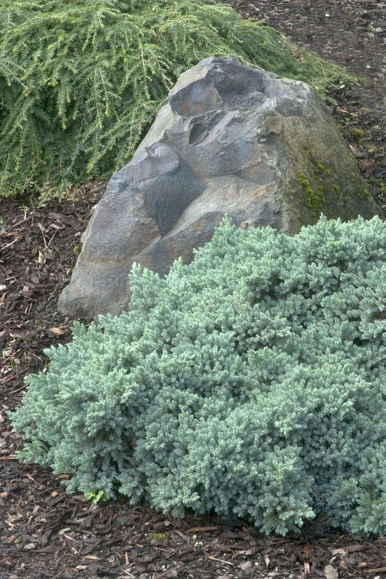 Blue Star Juniper | Large Gallon Size Plants | Juniperus Squamata | Low Maintenance Blue Evergreen Groundcover