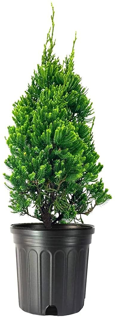 Robusta Green Juniper | Live Gallon Size Tree | Juniperus Chinensis | Drought Tolerant Cold Hardy Evergreen Screening Plant