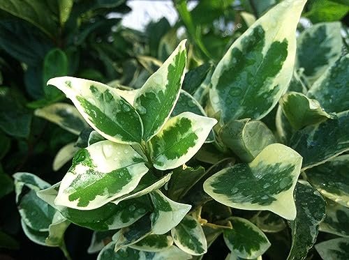 Ligustrum Japonicum Jack Frost Privet | Large Gallon Size Plants I Live Variegated, Fast|Growing, Evergreen Shrub for Stunning Ornamental Landscaping, Ideal for Privacy Hedges