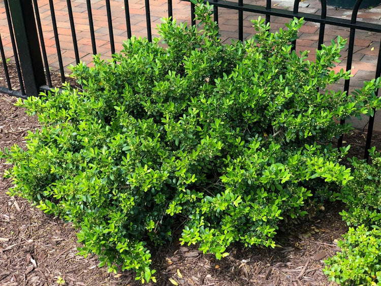 Hoogendoorn Holly Shrub I Live Plants I Ilex Crenata | Lustrous Evergreen for Hedging, Privacy Screens, and Decorative Accents