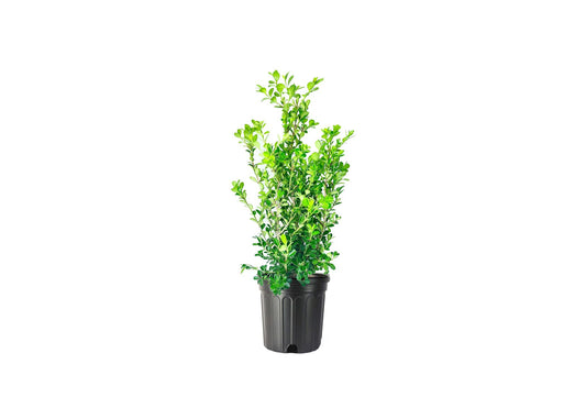 Japanese Boxwood | Large Live Gallon Size Plants | Buxus Microphylla | Formal Evergreen Low Maintenance Hedge Shrub