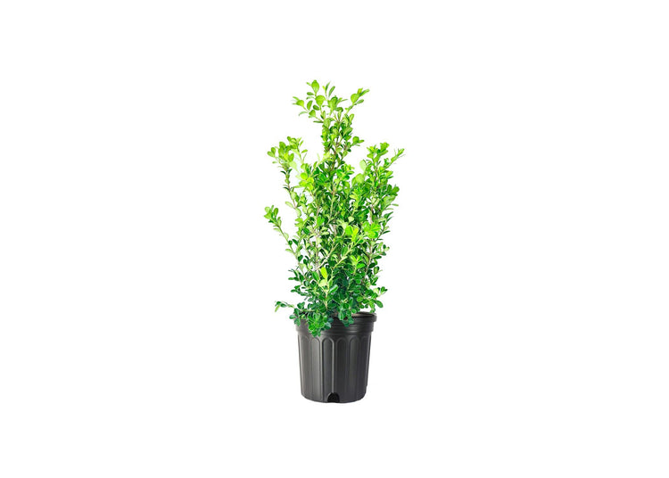 Japanese Boxwood | Large Live Gallon Size Plants | Buxus Microphylla | Formal Evergreen Low Maintenance Hedge Shrub