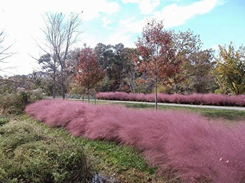 Pink Muhly Grass | Live Plants | Muhlenbergia Capillaris | Hairawn Muhly | Beautiful Blooming Low Maintenance Ornamental Foliage