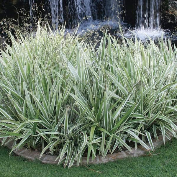 Variegated Flax Lily I Large Gallon Size Plants I Dianella Tasmanica I Live Striking Green and White Foliage, Drought|Resistant, Evergreen Perennial
