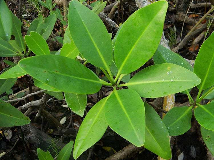 Red Mangrove Seedling | Rhizophora Mangle | Large Live Plants | Saltwater Aquarium Reef Filtration Aquatic Foliage | Shoreline Restoration & Protection
