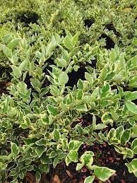 Ligustrum Jack Frost | Extra Large 3 Gallon Plants | Variegated Foliage | Ideal for Hedges and Borders | Decorative Outdoor Shrub